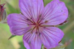 cropped-dsc_0075-2-1