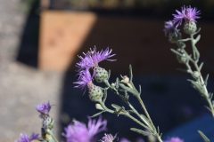 dsc_0019-scaled