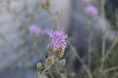 dsc_0021-scaled