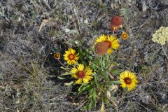 dsc_0076-scaled
