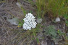 dsc_0262-scaled