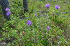 dsc_0545-scaled