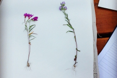 flower-press